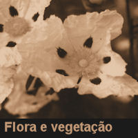 FloraVege 200
